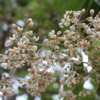 Berrya cordifolia (Willd.) Burret